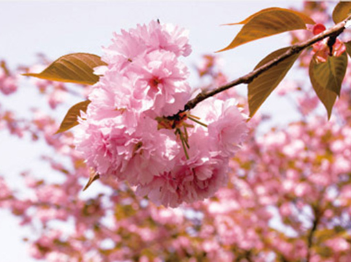 桜の花エキス 成分情報 わかさの秘密
